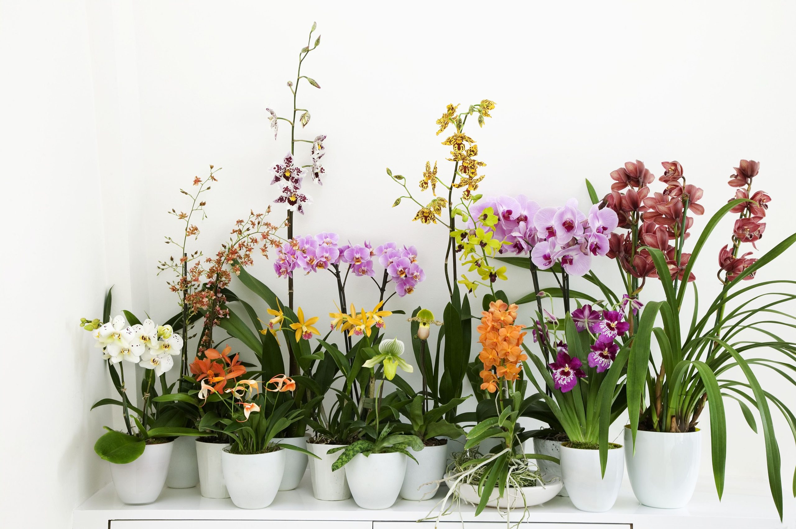 Как рассадить орхидею в домашних условиях
