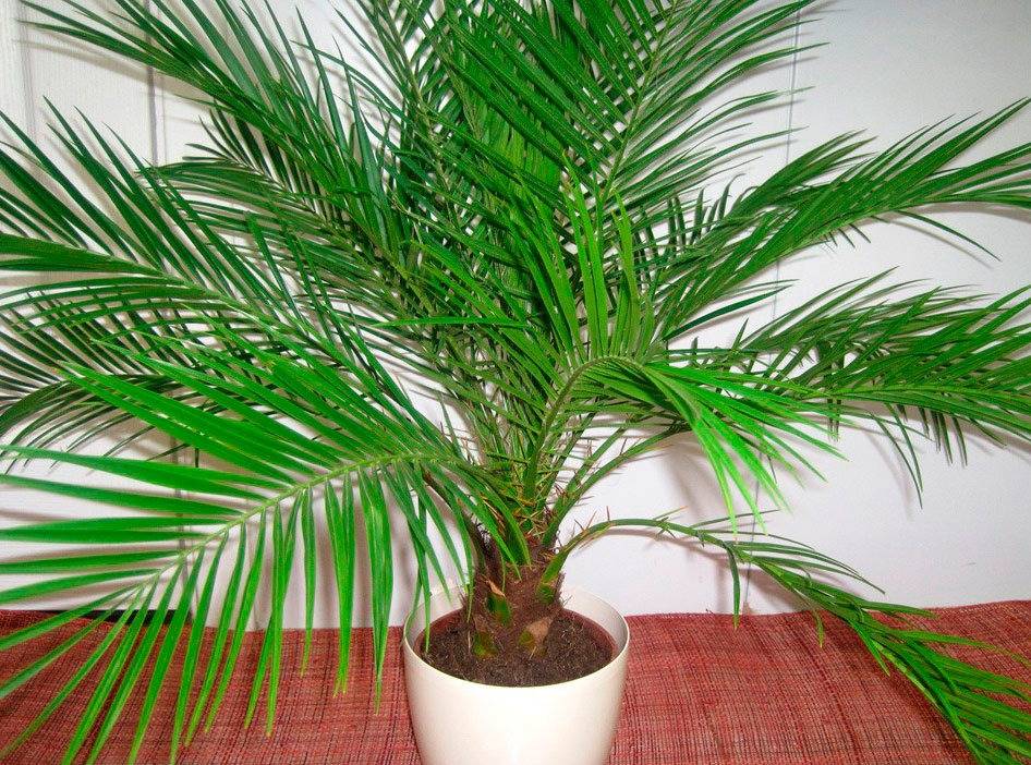 Как вырастить пальму в домашних условиях из семян