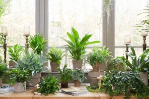 Какие комнатные растения нельзя держать дома приметы