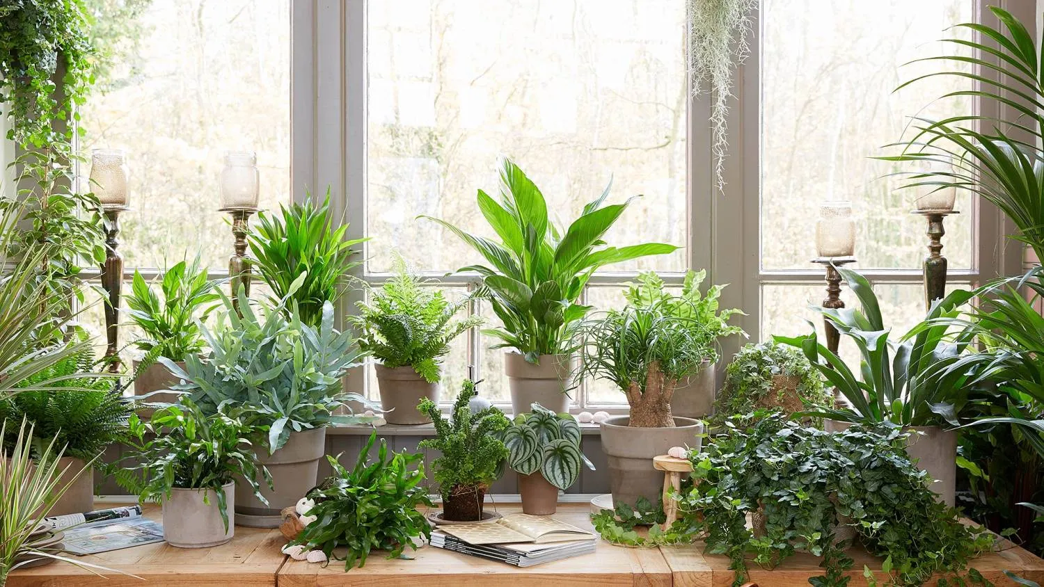Какие комнатные растения нельзя держать дома приметы